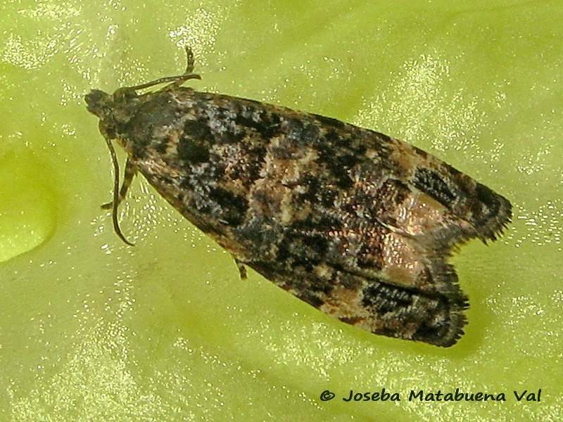 Endothenia marginana - Tortricidae